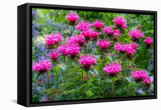 USA, Washington State, Sammamish and our garden with pink Bee Balm.-Sylvia Gulin-Framed Premier Image Canvas