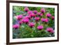 USA, Washington State, Sammamish and our garden with pink Bee Balm.-Sylvia Gulin-Framed Photographic Print