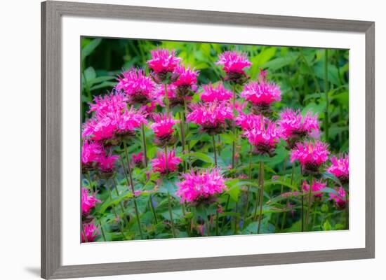 USA, Washington State, Sammamish and our garden with pink Bee Balm.-Sylvia Gulin-Framed Photographic Print