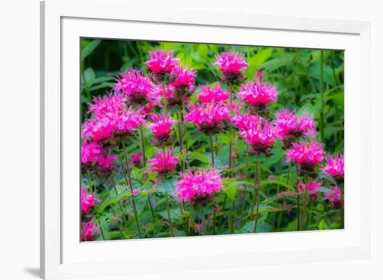 USA, Washington State, Sammamish and our garden with pink Bee Balm.-Sylvia Gulin-Framed Photographic Print