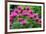 USA, Washington State, Sammamish and our garden with pink Bee Balm.-Sylvia Gulin-Framed Photographic Print