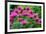 USA, Washington State, Sammamish and our garden with pink Bee Balm.-Sylvia Gulin-Framed Photographic Print