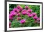 USA, Washington State, Sammamish and our garden with pink Bee Balm.-Sylvia Gulin-Framed Photographic Print