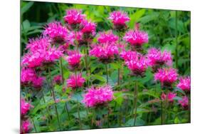 USA, Washington State, Sammamish and our garden with pink Bee Balm.-Sylvia Gulin-Mounted Photographic Print