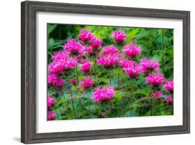 USA, Washington State, Sammamish and our garden with pink Bee Balm.-Sylvia Gulin-Framed Photographic Print