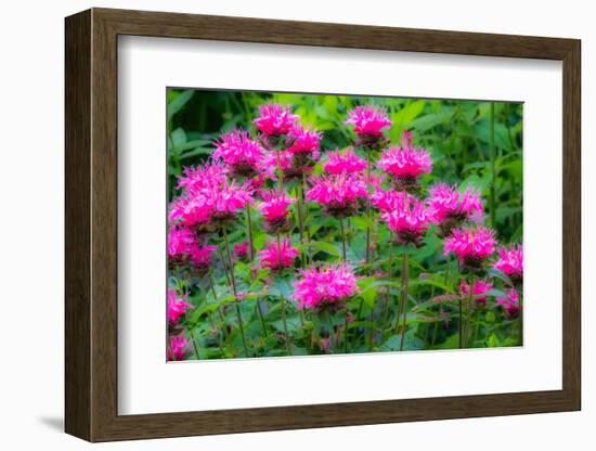 USA, Washington State, Sammamish and our garden with pink Bee Balm.-Sylvia Gulin-Framed Photographic Print