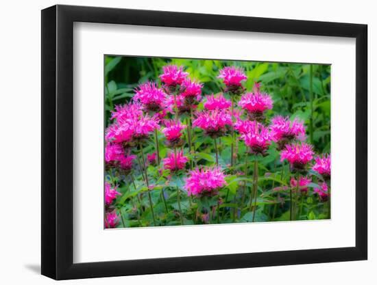 USA, Washington State, Sammamish and our garden with pink Bee Balm.-Sylvia Gulin-Framed Photographic Print