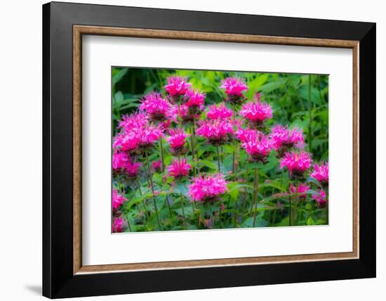 USA, Washington State, Sammamish and our garden with pink Bee Balm.-Sylvia Gulin-Framed Photographic Print