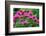 USA, Washington State, Sammamish and our garden with pink Bee Balm.-Sylvia Gulin-Framed Photographic Print