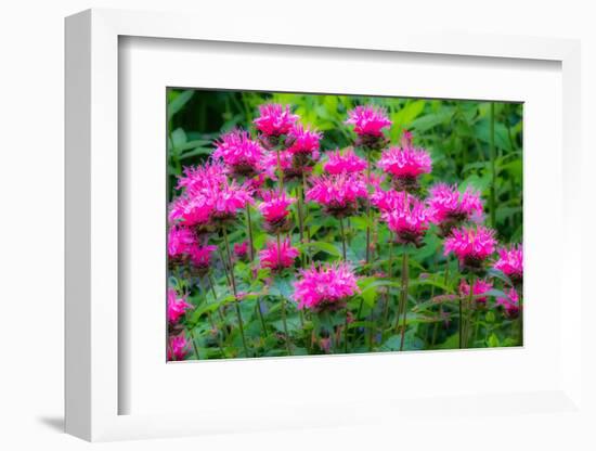 USA, Washington State, Sammamish and our garden with pink Bee Balm.-Sylvia Gulin-Framed Photographic Print