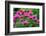 USA, Washington State, Sammamish and our garden with pink Bee Balm.-Sylvia Gulin-Framed Photographic Print