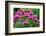 USA, Washington State, Sammamish and our garden with pink Bee Balm.-Sylvia Gulin-Framed Photographic Print