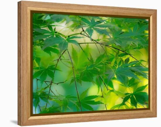 USA, Washington State, Sammamish Japanese Maple leaves-Sylvia Gulin-Framed Premier Image Canvas