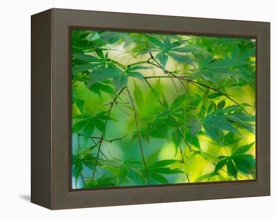 USA, Washington State, Sammamish Japanese Maple leaves-Sylvia Gulin-Framed Premier Image Canvas