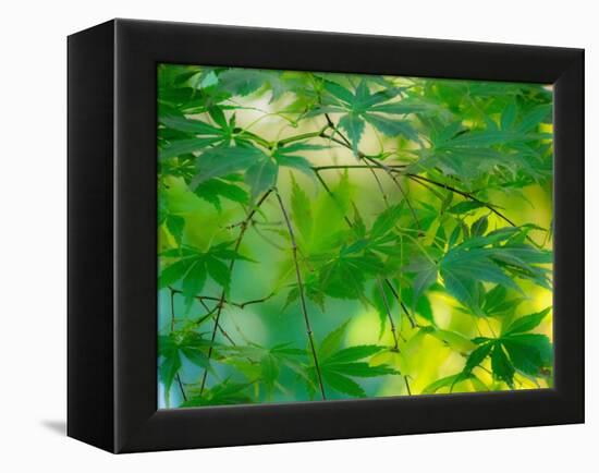 USA, Washington State, Sammamish Japanese Maple leaves-Sylvia Gulin-Framed Premier Image Canvas