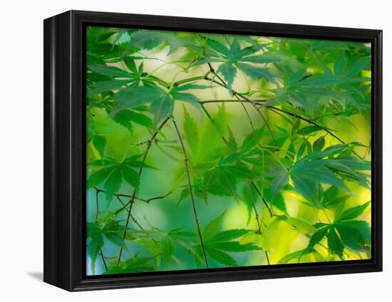USA, Washington State, Sammamish Japanese Maple leaves-Sylvia Gulin-Framed Premier Image Canvas