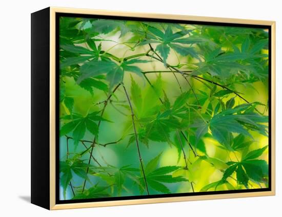 USA, Washington State, Sammamish Japanese Maple leaves-Sylvia Gulin-Framed Premier Image Canvas