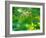 USA, Washington State, Sammamish Japanese Maple leaves-Sylvia Gulin-Framed Photographic Print