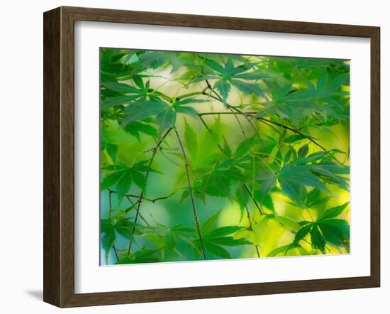 USA, Washington State, Sammamish Japanese Maple leaves-Sylvia Gulin-Framed Photographic Print