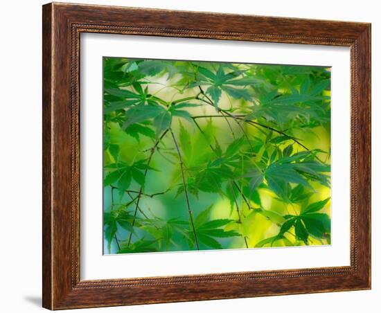 USA, Washington State, Sammamish Japanese Maple leaves-Sylvia Gulin-Framed Photographic Print