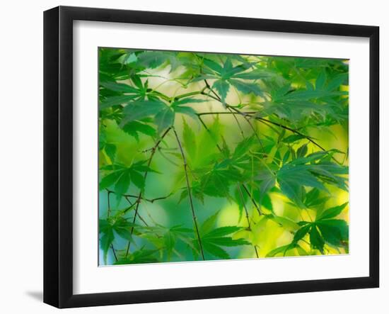 USA, Washington State, Sammamish Japanese Maple leaves-Sylvia Gulin-Framed Photographic Print