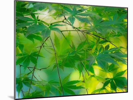 USA, Washington State, Sammamish Japanese Maple leaves-Sylvia Gulin-Mounted Photographic Print