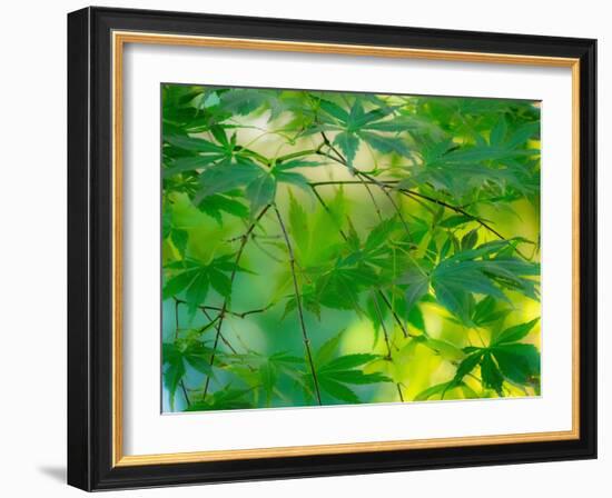 USA, Washington State, Sammamish Japanese Maple leaves-Sylvia Gulin-Framed Photographic Print