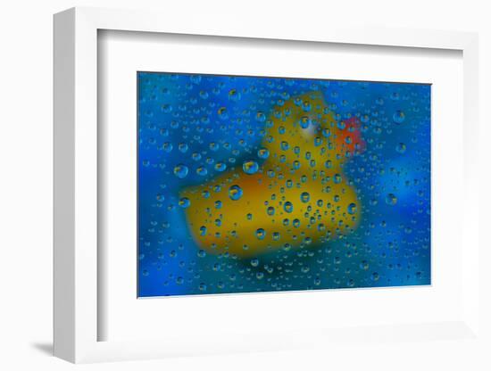 USA, Washington State, Sammamish. Yellow rubber duck in reflections in dew drops-Darrell Gulin-Framed Photographic Print