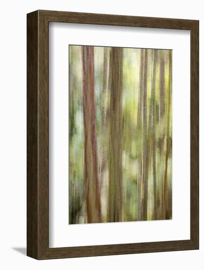 USA, Washington State, San Juan Islands. Abstract Woodland Scene-Don Paulson-Framed Photographic Print