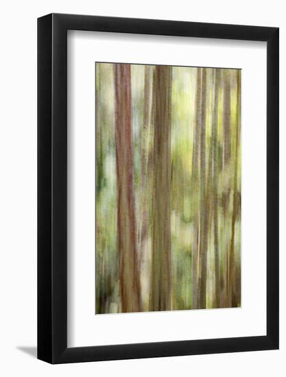 USA, Washington State, San Juan Islands. Abstract Woodland Scene-Don Paulson-Framed Photographic Print