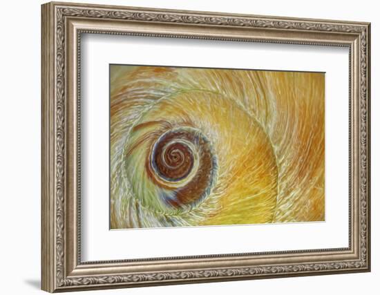 USA, Washington State, Seabeck. Abstract of moon snail shell close-up.-Jaynes Gallery-Framed Photographic Print