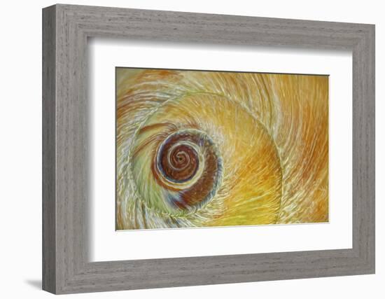 USA, Washington State, Seabeck. Abstract of moon snail shell close-up.-Jaynes Gallery-Framed Photographic Print