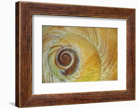 USA, Washington State, Seabeck. Abstract of moon snail shell close-up.-Jaynes Gallery-Framed Photographic Print