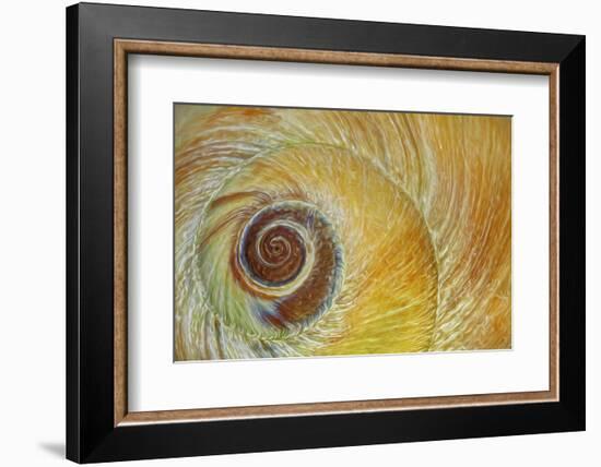 USA, Washington State, Seabeck. Abstract of moon snail shell close-up.-Jaynes Gallery-Framed Photographic Print