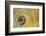 USA, Washington State, Seabeck. Abstract of moon snail shell close-up.-Jaynes Gallery-Framed Photographic Print