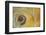 USA, Washington State, Seabeck. Abstract of moon snail shell close-up.-Jaynes Gallery-Framed Photographic Print