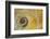 USA, Washington State, Seabeck. Abstract of moon snail shell close-up.-Jaynes Gallery-Framed Photographic Print