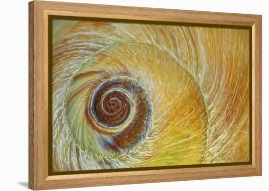 USA, Washington State, Seabeck. Abstract of moon snail shell close-up.-Jaynes Gallery-Framed Premier Image Canvas