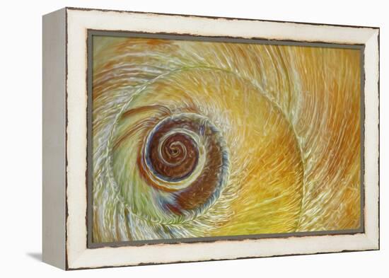 USA, Washington State, Seabeck. Abstract of moon snail shell close-up.-Jaynes Gallery-Framed Premier Image Canvas