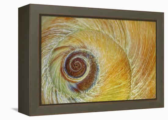 USA, Washington State, Seabeck. Abstract of moon snail shell close-up.-Jaynes Gallery-Framed Premier Image Canvas