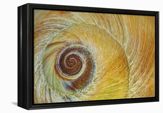 USA, Washington State, Seabeck. Abstract of moon snail shell close-up.-Jaynes Gallery-Framed Premier Image Canvas