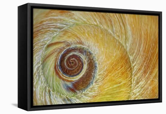 USA, Washington State, Seabeck. Abstract of moon snail shell close-up.-Jaynes Gallery-Framed Premier Image Canvas