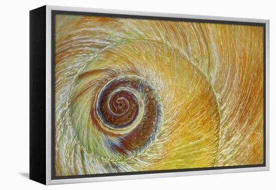 USA, Washington State, Seabeck. Abstract of moon snail shell close-up.-Jaynes Gallery-Framed Premier Image Canvas