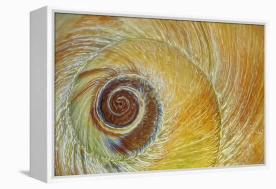 USA, Washington State, Seabeck. Abstract of moon snail shell close-up.-Jaynes Gallery-Framed Premier Image Canvas