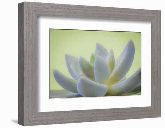 USA, Washington State, Seabeck. Abstract of succulent plant.-Jaynes Gallery-Framed Photographic Print