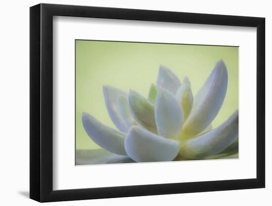 USA, Washington State, Seabeck. Abstract of succulent plant.-Jaynes Gallery-Framed Photographic Print