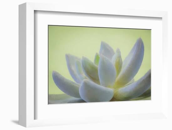 USA, Washington State, Seabeck. Abstract of succulent plant.-Jaynes Gallery-Framed Photographic Print