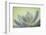 USA, Washington State, Seabeck. Abstract of succulent plant.-Jaynes Gallery-Framed Photographic Print