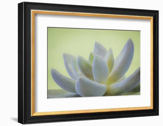 USA, Washington State, Seabeck. Abstract of succulent plant.-Jaynes Gallery-Framed Photographic Print
