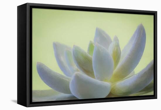 USA, Washington State, Seabeck. Abstract of succulent plant.-Jaynes Gallery-Framed Premier Image Canvas